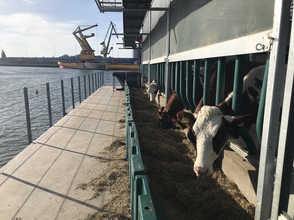 水上の酪農場「フローティング・ファーム」の乳牛たち