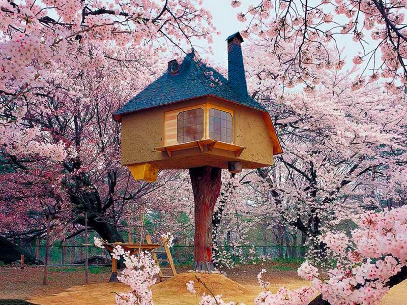 満開の桜と共に。空中茶室「Fujimori Tea (Tree) House」