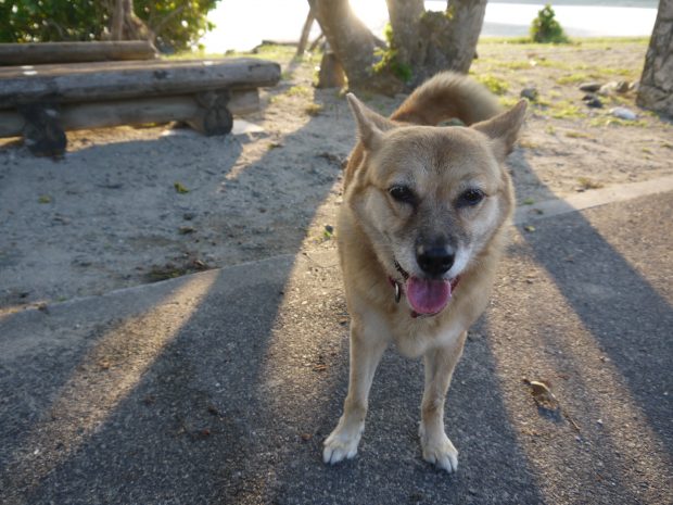 夕暮れ時によくビーチで出会う犬、コロちゃん。人懐っこく、足元によってきてくれます。