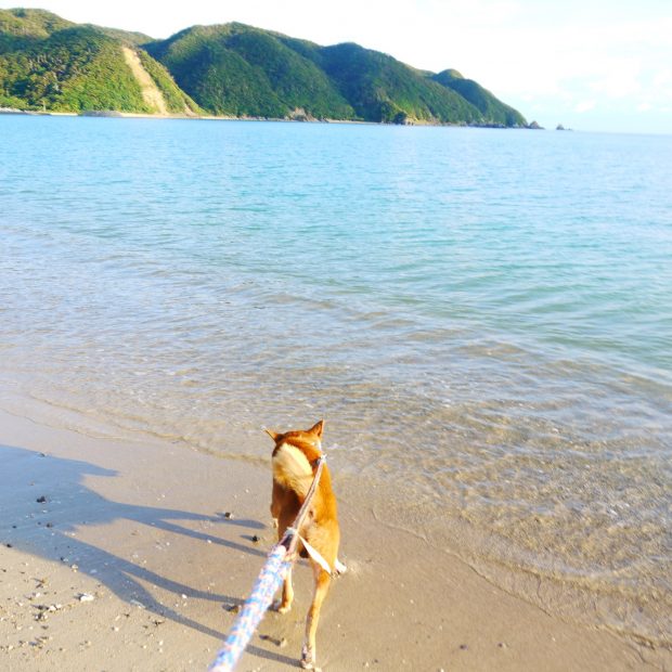 大家さんの犬、タビちゃん。時折、海辺に散歩に行きます。
