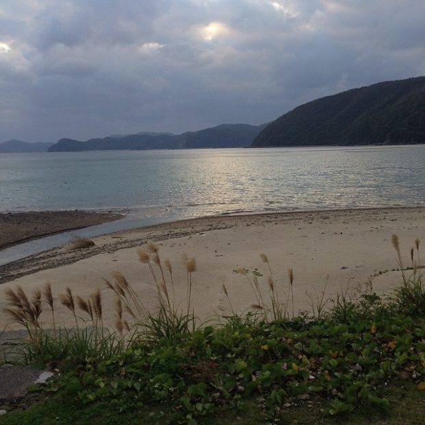 いつも眺めている諸鈍長浜にもススキがたなびきます。