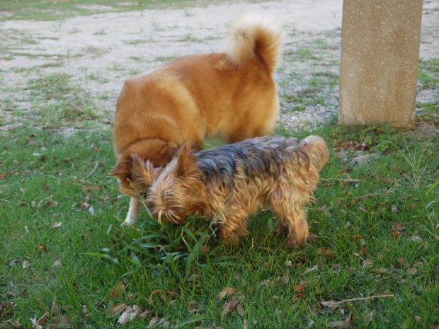道端で出会うキスをする犬。お邪魔虫かもしれないけど撫でさせて!