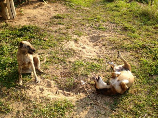 いつも戯れていた犬たち