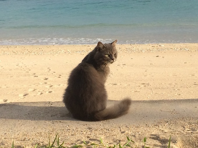 久しぶりの加計呂麻島は、11月でも海は青く、猫がのんびりしています。