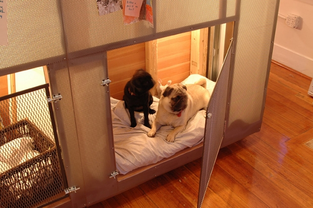 Dan-Hisel-Z-Box-Doggies