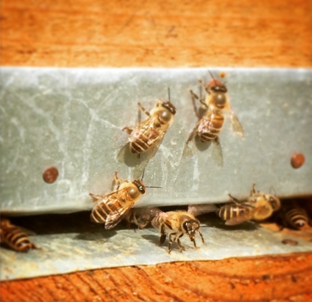 私を保護してくれた家族が飼っていた日本ミツバチ。ほとんど刺すことはないらしく、見ていると可愛いです。