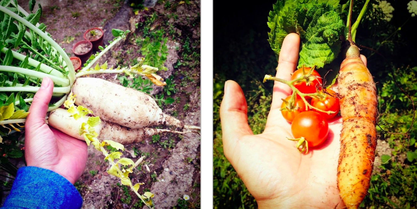 2010年に移住した鎌倉の自宅の庭で栽培した野菜