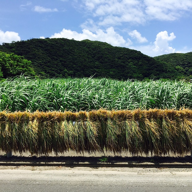 私が住む諸鈍集落には田んぼが。収穫のシーズンはこんな風にガードレールに稲を干します。