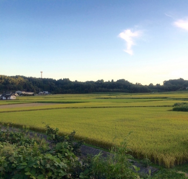 大分県臼杵市の田園風景です。稲穂の色づきは本当に美しいですね。