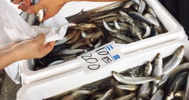 #21 新鮮な魚が買える！「海の朝市」に行きました｜YADOKARI✕公社二宮団地