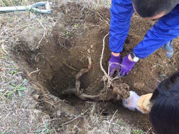 41 ついに 念願の 葛の根を掘ってきました Yadokari 公社二宮団地 Yadokari Net 小屋 タイニーハウス 空き家 移住 コンテナハウスからこれからの暮らしを考え実践するメディア