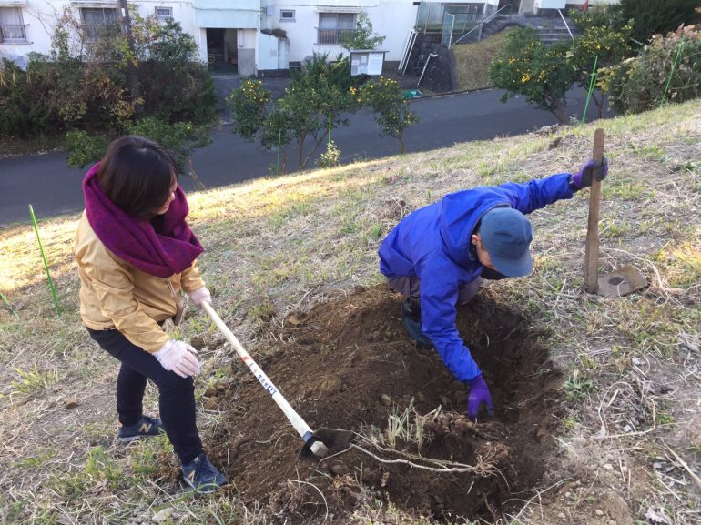 #41 ついに、念願の！葛の根を掘ってきました ｜YADOKARI✕公社二宮団地