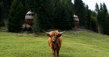 イタリアの森の中に浮かび上がるツリーハウス「Pigna」