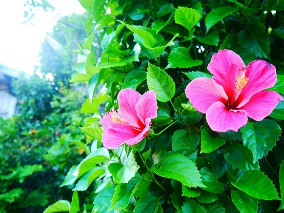 華やかな気分になりたくなったら、道端に咲いた花を髪に挿したり。