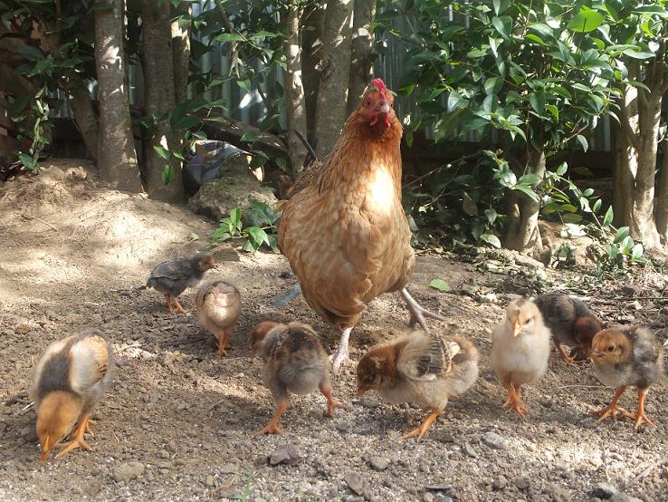 ▲うちの鶏クウィーン。雛が生まれた。