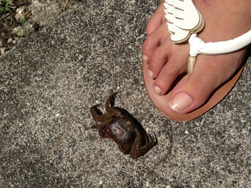 鳥の撮影は難しかったけれど、こんな風に道端でカニにもよく会う島です。
