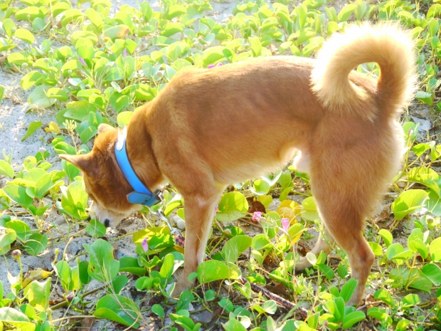 私の家の大家さんの犬、タビちゃん。動物と野外で戯れることも線量の高い地域では難しいようです。