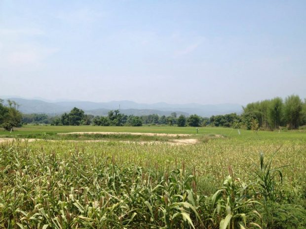 雑草取りも苦ではなくなる風景