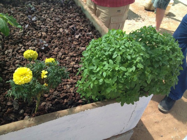 害虫対策で植えられていたマリーゴールドとバジル.jpg