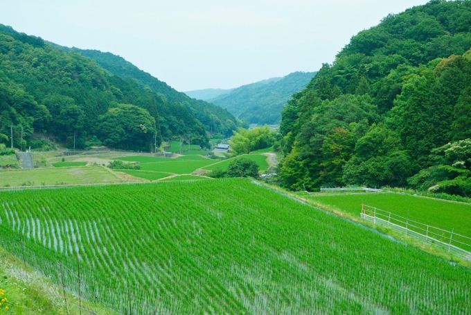 夏の上毛町は、田畑にも山々にも美しい緑が広がります。