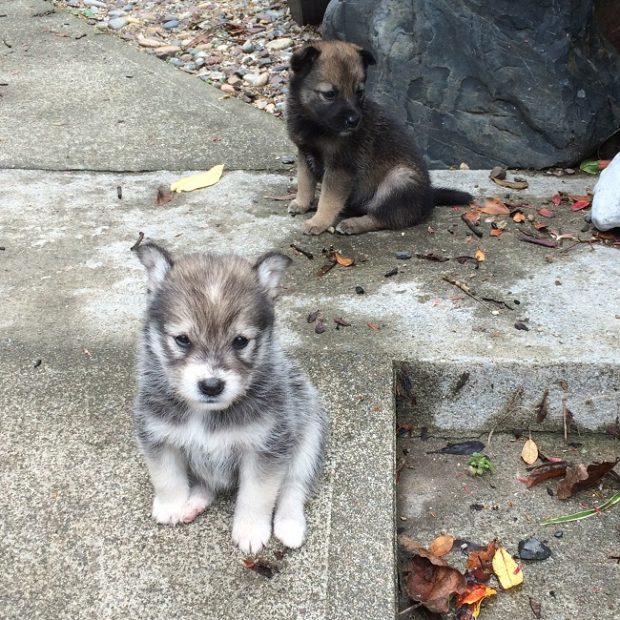 先日、道端で出会った子犬二匹。あまりの可愛さに思わず寄り道。