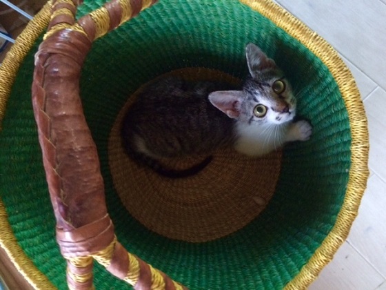 私事ですが、最近猫を飼い始めました。猫を膝の上に乗せながら仕事ができるのもフリーランスのメリットのひとつです。