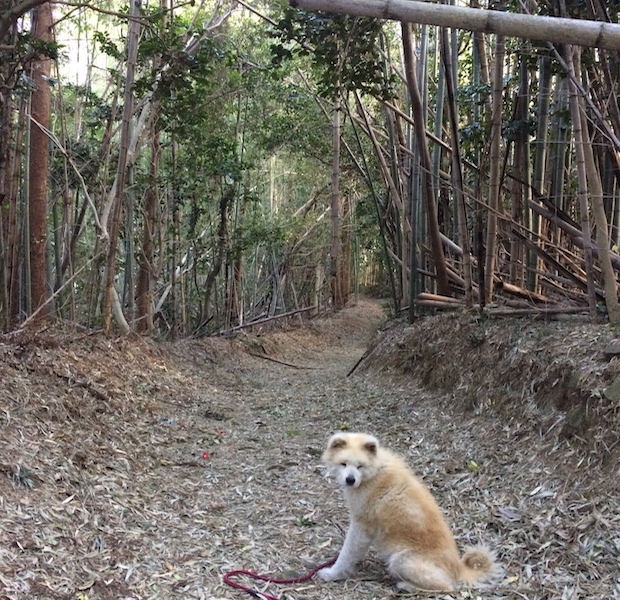 集落にある神社までの小道。きっと長い時間をかけて集落の人たちが作り上げてきたのだと思います。