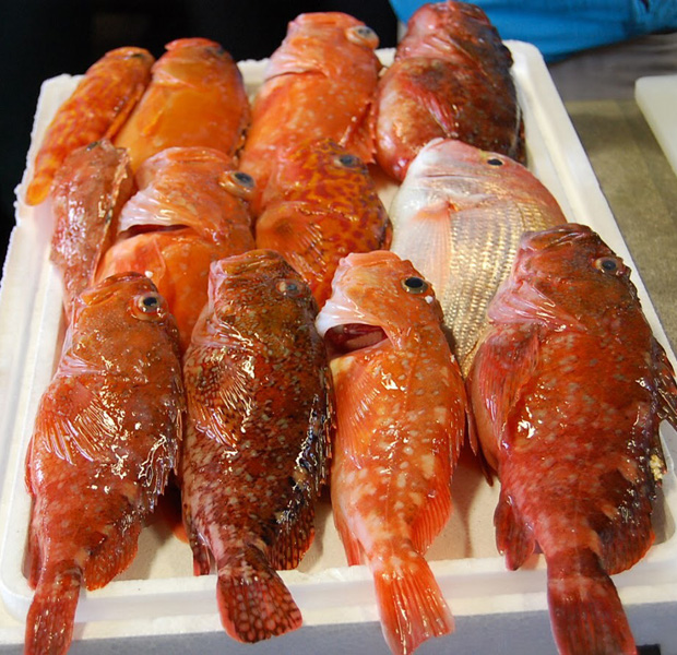 島男子が獲ってきてくれた魚。幸せです。彼は20代前半で自分の漁船をもつ若きエース。五島列島福江島にて。