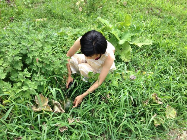 家庭菜園で実った野菜を収穫するサトウさん