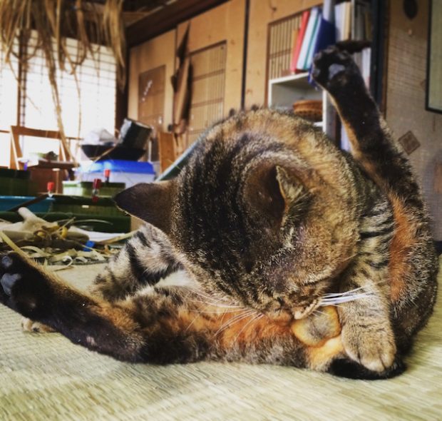 この日は暖かく、飼い猫の男爵ものんびり。