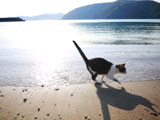 飼い猫と家の前のビーチ。海辺の家で猫を飼うのが夢でした。