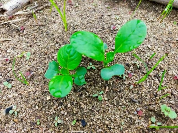 「ほとり」野菜生育状況